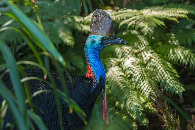 Casoar à casque dans la forêt de Daintree - Australie