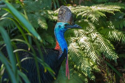 Au pays des kangourous en famille 3
