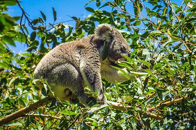 La côte Est Australienne en van ! 2