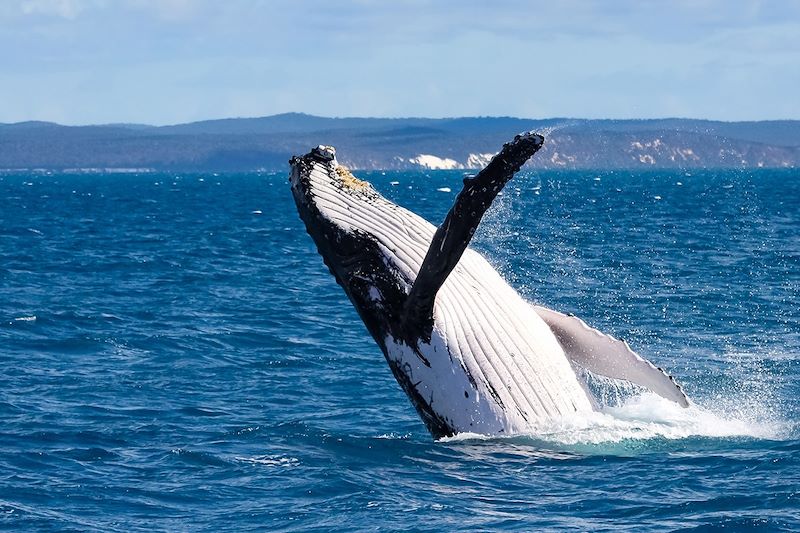 Baleine à bosse à Hervey Bay - Queensland - Australie
