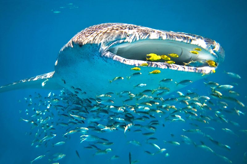 Requin-baleine - Réserve sous-marine de Ningaloo - Australie-Occidentale