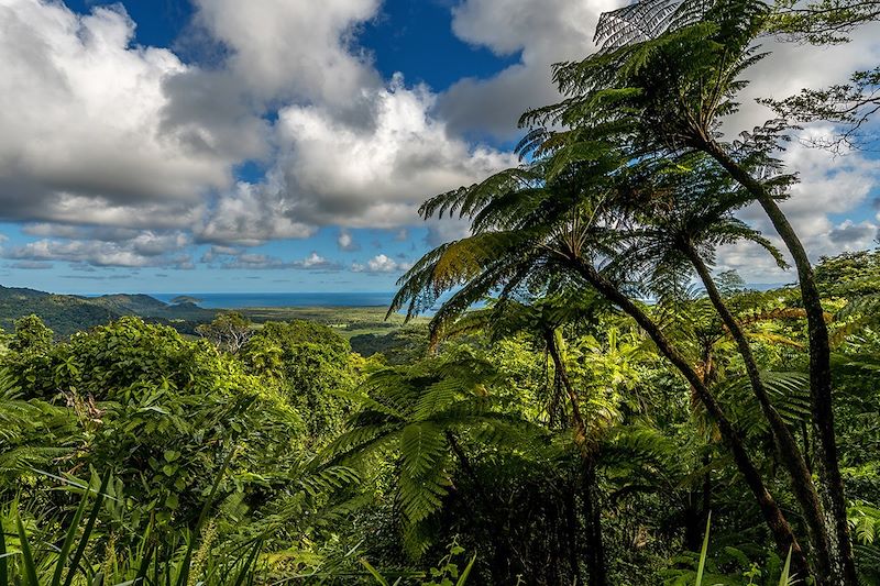 Forêt de Daintree - Queensland - Australie