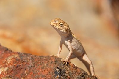 A bord des trains mythiques Australiens !  3