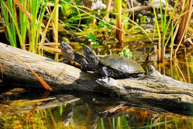 Tortues au Parc national Danube-Auen - Basse-Autriche - Autriche