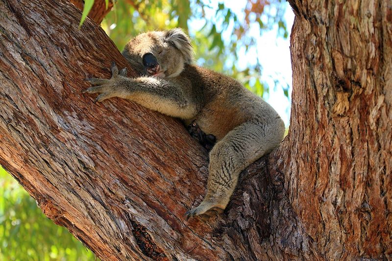 Koala endormi - Australie