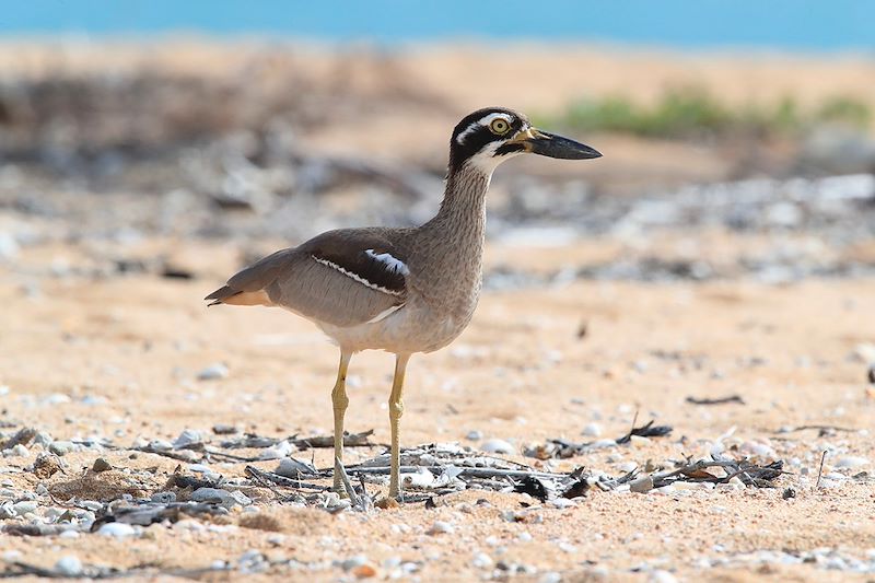 Œdicnème des récifs - Magnetic Island - Queensland - Australie