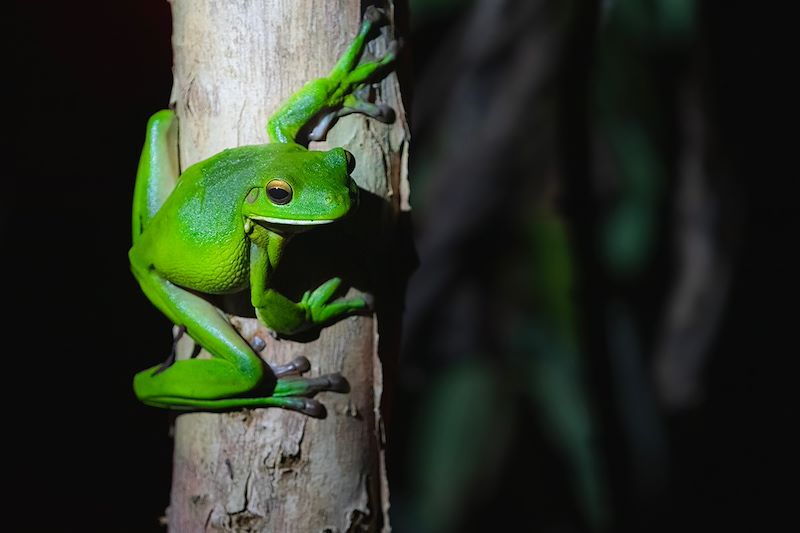 Rainette de White au Parc national de Daintree - Queensland - Australie