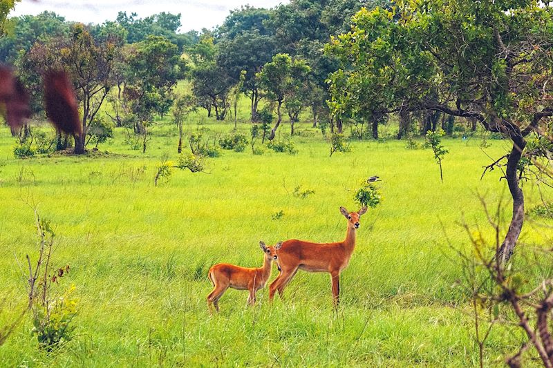 Antilopes - Shai Hills - Ghana