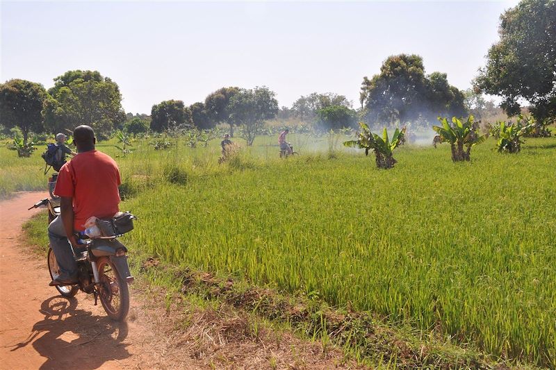 Le pays sénoufo à mobylette