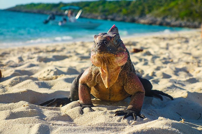 Iguane aux Bahamas