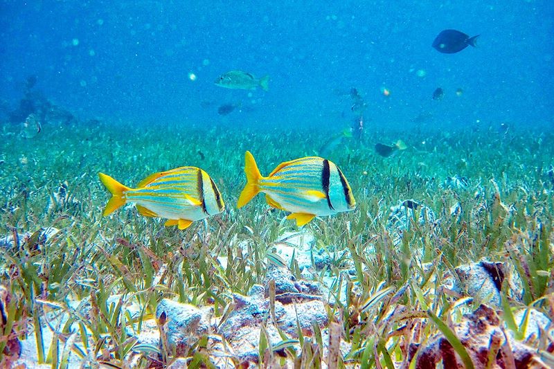 Poissons tropicaux dans la Réserve Marine de Hol Chan - Belize