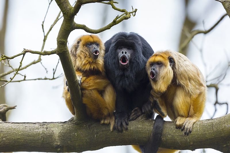 Singes Hurleurs noirs - Belize