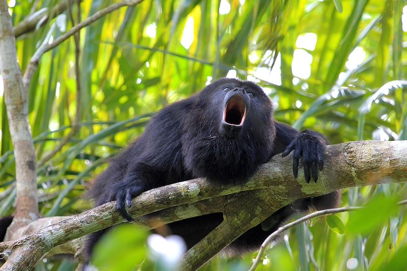 Singe Hurleur noir - Belize
