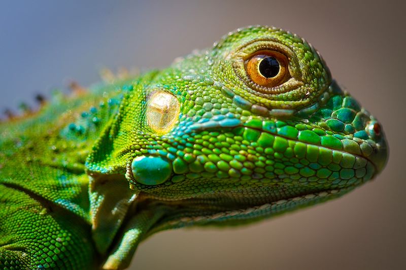 Iguane vert - Green Iguana Conservation Project - Belize