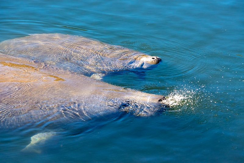 Lamantins à la surface de l'eau