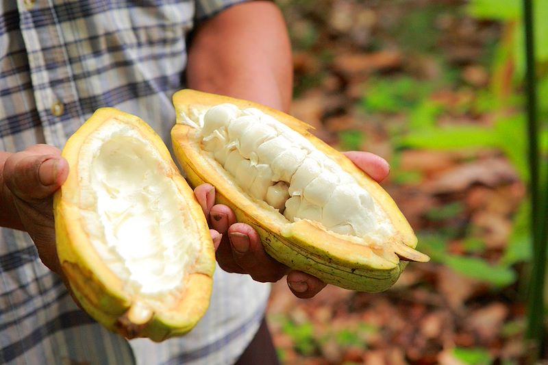 Cacao au Belize
