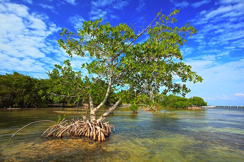 Mangroves au Belize