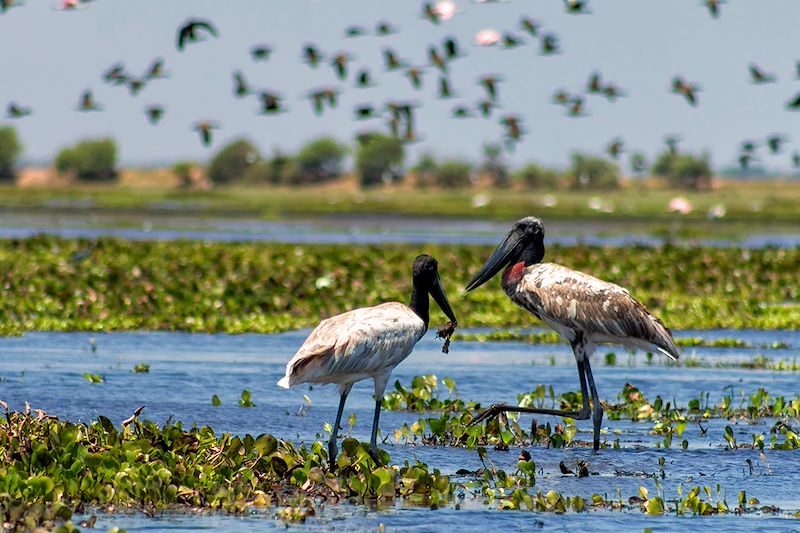 Jabirus d'Amérique - Crooked Tree Wildlife Sanctuary - Belize