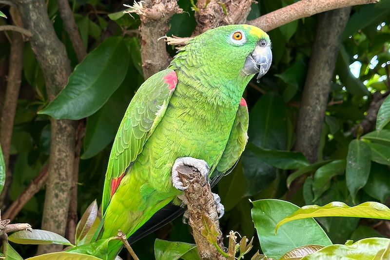 Ara vert - Bolivie