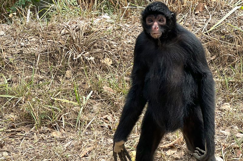 Singe-araignée en Bolivie