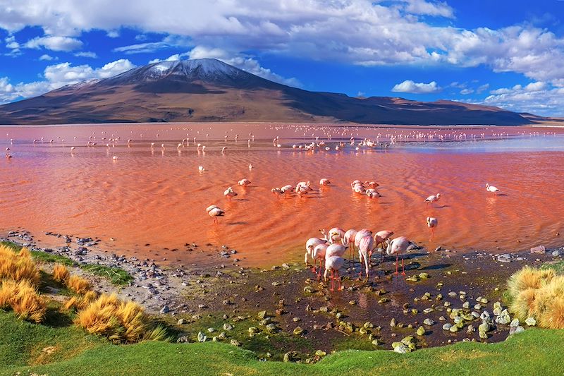Laguna Colorada - Sud Lípez - Bolivie