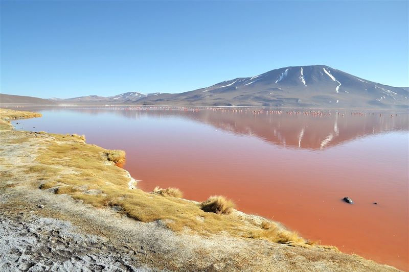 Laguna Colorada - Sud Lipez - Bolivie