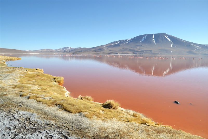 Laguna Colorada - Sud Lipez - Bolivie