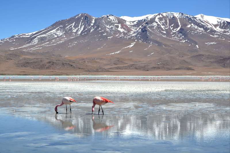 La Bolivie sans concession