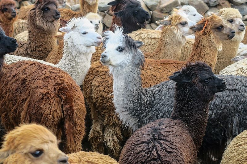 Lamas en Bolivie