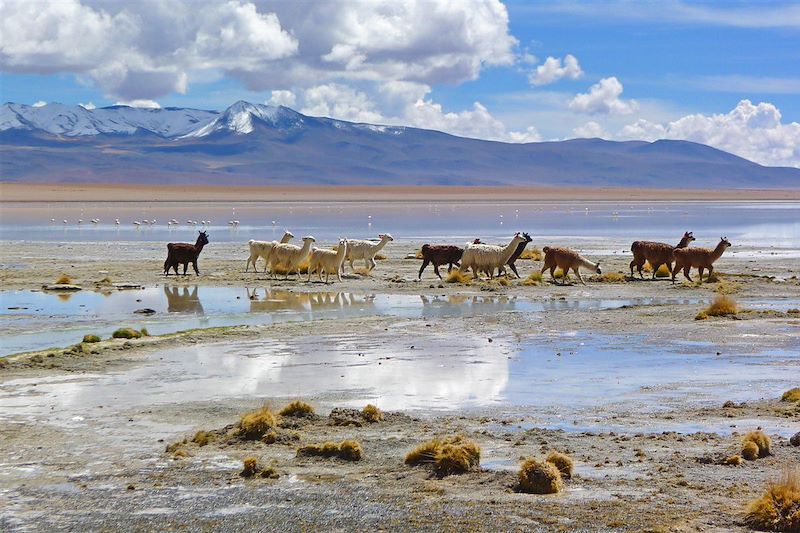 Les joyaux de la Bolivie 