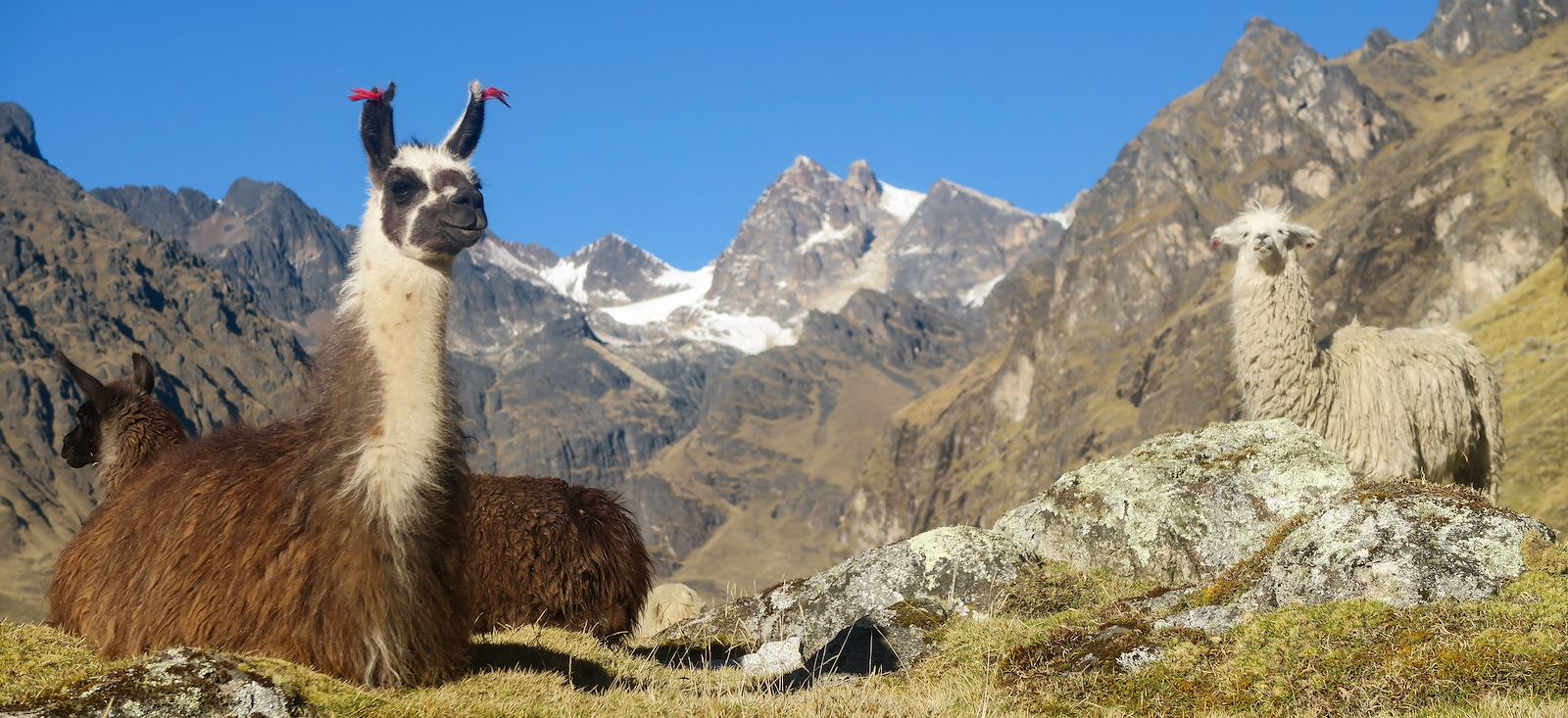 Image Traversée de la Cordillère Royale