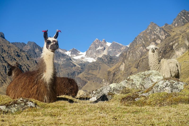 Chucura - Cordillère Royale - Bolivie