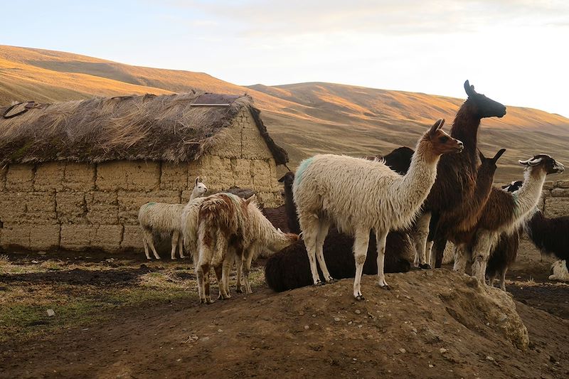 Lamas à Tuni - Cordillère Royale - Bolivie