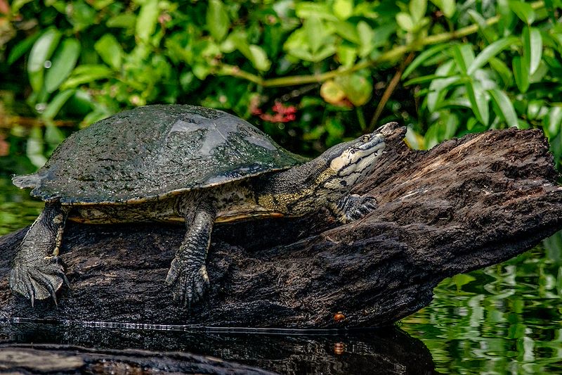 Tortue dans le dans le Parc national du Madidi - Bolivie