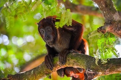 Traversée de la Cordillère Royale & Amazonie 2