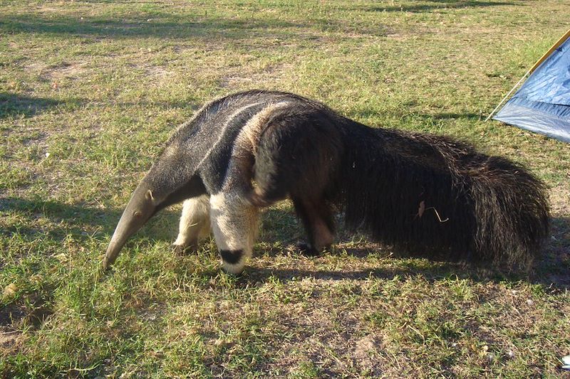 Fourmilier - Région du Pantanal - Brésil