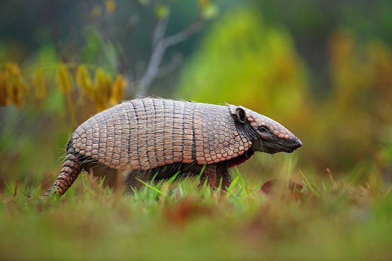 Tatou - Pantanal - Brésil