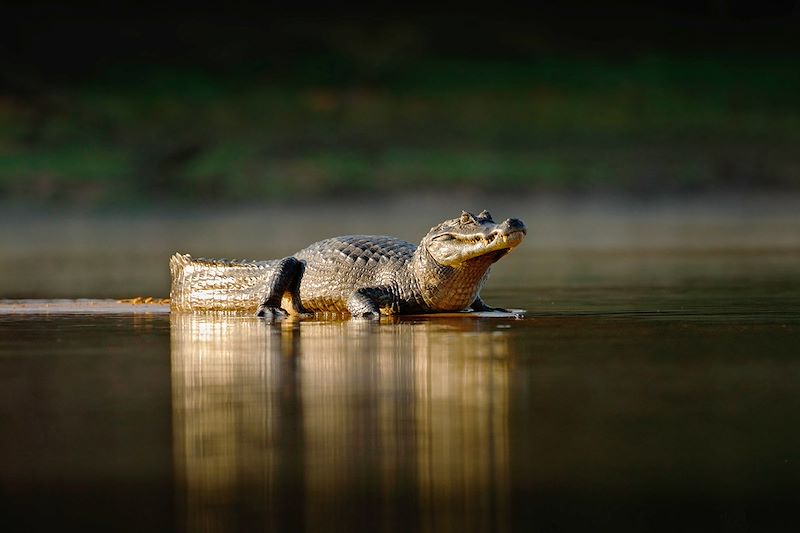 Caïman - Pantanal - Brésil