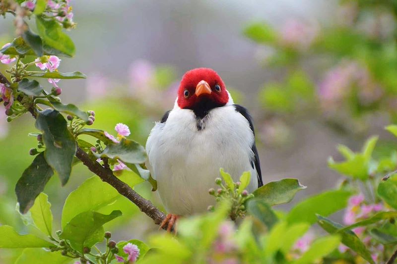 Oiseau - Pantanal - Brésil