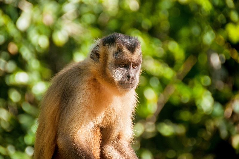 Singe - Pantanal - Brésil