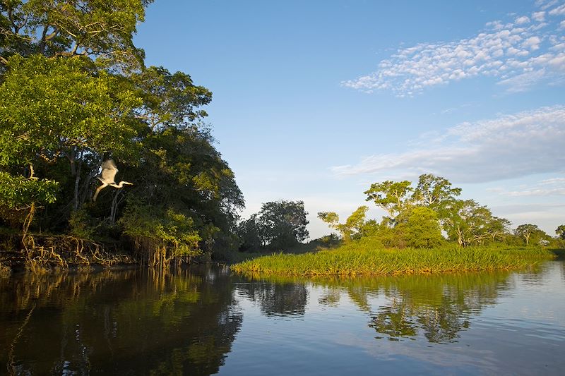 Pantanal - Brésil