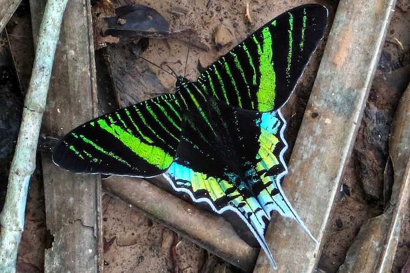 Papillon dans la Réserve nationale Tambopata - Pérou