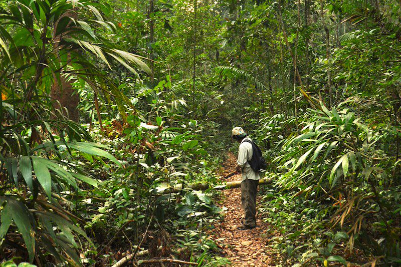 Réserve nationale de Tambopata - Puerto Maldonado - Pérou