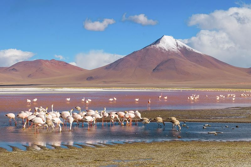 Laguna Colorada - Salar d'Uyuni - Bolivie