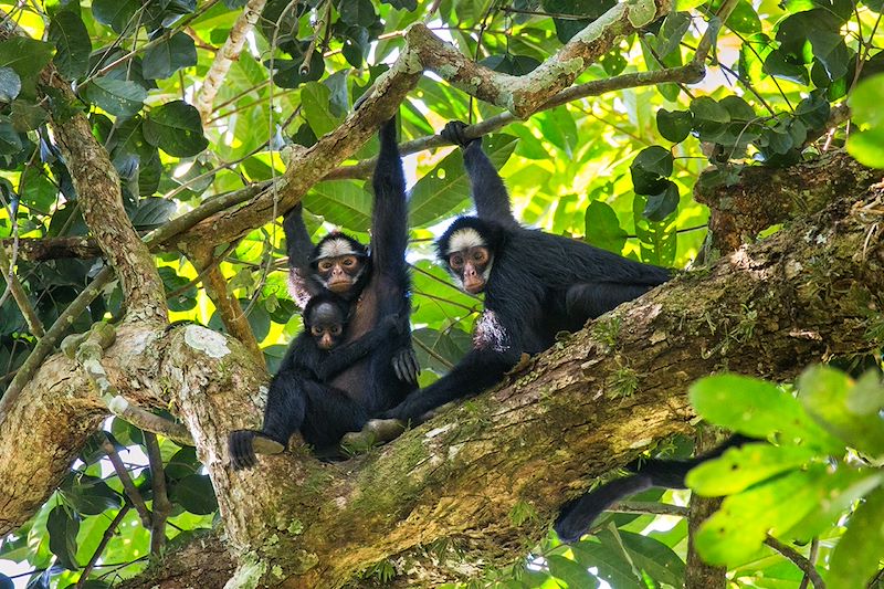 Singe-araignée aux joues blanches - Amazonie - Brésil