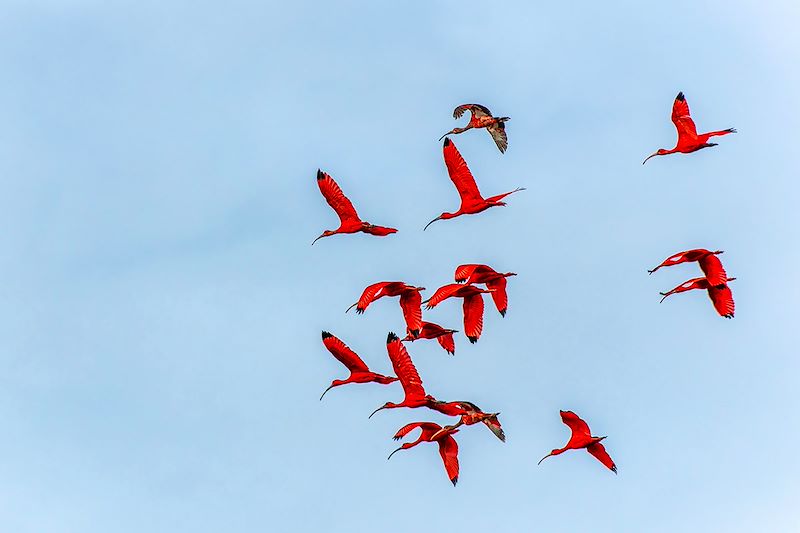 Ibis rouges sur le Delta du Parnaíba - Nordeste - Brésil