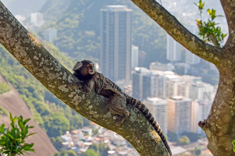 Singe à Rio de Janeiro - Brésil