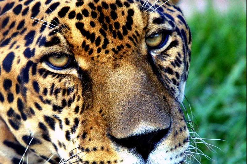 Voyage Safari Jaguar : Sur la trace du Jaguar - Nomade Aventure