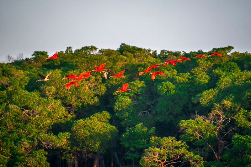 Ibis rouges sur le Delta de Parnaíba - Brésil