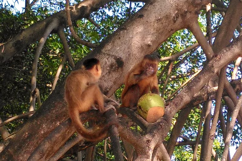 Singes près du Rio Preguiças - État du Maranhão - Brésil